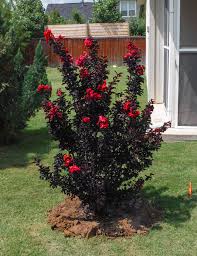 We did not find results for: Black Diamond Crape Myrtle Dallas Texas Treeland Nursery