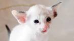 How Much Does an Oriental Shorthair Cost? (2020) | Spend ...