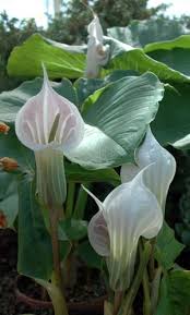 Image result for Arisaema mildbraedii