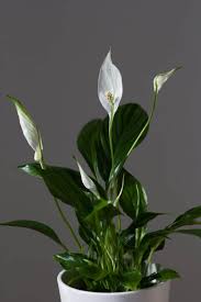 But there are plenty of fascinating facts to learn about these tropical beauties as well as important information that you should know about. Peace Lily Care How To Care For This Blooming Houseplant
