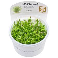 Brasiliensis is intensively cultivated and exploited in modern rubber plantations with over 10 million hectares in about 40 countries in the world. Lilaeopsis Brasiliensis 1 2 Grow Aquasabi Aquascaping Shop