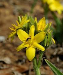 Image result for Hypoxis rigidula