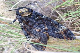 couplet 1 des yeux qui font baisser les miens un rire qui se perd sur sa bouche voilà le portrait sans retouche de l'homme auquel pont des nuits d'amour à plus finir un grand bonheur, qui prend sa place des ennuis des chagrins s'effacent heureux, heureux, à en mourir. Papillon Sphinx Le Site Des Papillons