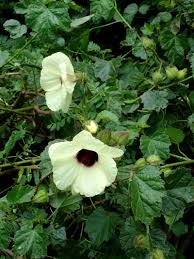 Image result for Hibiscus diversifolius