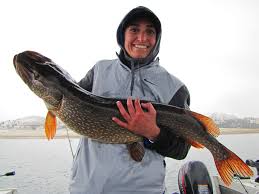Pike Fishing Guide in Colorado