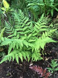 Dryopteris Sublacera Farne Garten Farn Garten