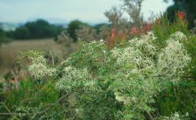 Image result for Clematis brachiata