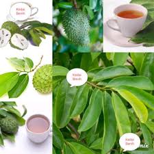 Meskipun bisa ditanam di daerah rendah. 100 Lembar Daun Durian Belanda Betawijambu Landanangko Belando Zuurzak Annona Muricata Soursop Lazada Indonesia