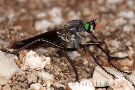 Image result for Macrotyloma ellipticum