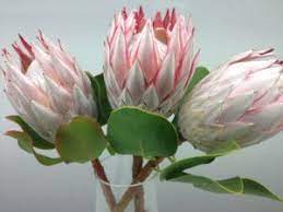 Proteas Flowers Online International And Local Bulk Export Intaba Flowers Flowers Online Protea Plant Flowers