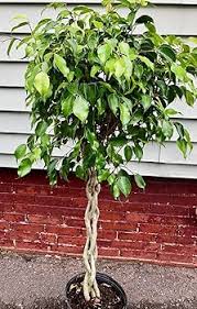 Image result for Ficus conraui