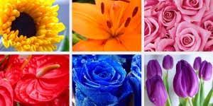 The namaqualand flower season is relatively short: Choosing The Right Colour Flowers For Your Wedding Inmotion Flowers