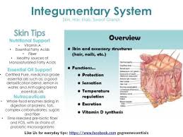 System 7 Integumentary System The Skin Is Only A Few Millimeters Thick Yet Is By Far The Largest Integumentary System Body Organs Watermelon Nutrition Facts