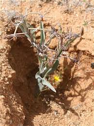 Image result for Ornithoglossum viride