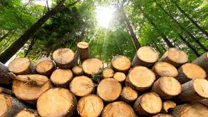 With the unmatched convenience of a drive through warehouse you can quickly get your material and get moving on your. 7 Top Lumber Stocks To Play Timber Mania Kiplinger