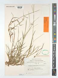 Image result for Digitaria ternata