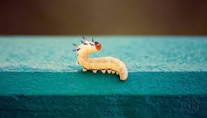Tiger worm toilets (twts), sometimes known as tiger toilets or vermifilter toilets, contain composting. Dreams About Wormes Interpretation And Meaning