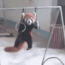 Share the best gifs now >>>. Red Panda Gifs Tenor