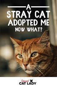 A Stray Cat Has Adopted Me Now What Stray Cat Cats Catch The Cat