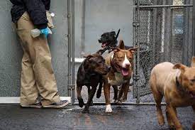 Pet friendly hotels in manhattan new york. Animal Deaths Down And Adoptions Up Amid Reforms At New York Shelters The New York Times