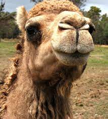 Their nostrils close to block sand, and their bushy eyebrows and two rows of long eyelashes protect their eyes from blowing sand and ice. Camel Time Free Stock Photos Rgbstock Free Stock Images Tacluda September 25 2010 14