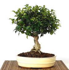 Create and grow your own bonsai tree with this large starter tree, ilex crenata (japanese holly). Japanese Holly Ilex Crenata Bonsai Empire