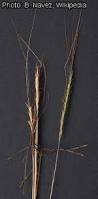 Image result for Heteropogon melanocarpus