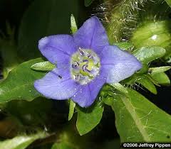 Image result for Hydrolea brevistyla