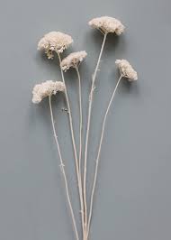 Pack Of 5 White Dried Yarrow Dried Flower Bouquet Dried Flower Arrangements Flower Bouquet Wedding