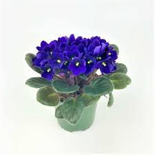 It solidifies the bond within the. African Violet 4 Pot Wholesale Bulk Flowers Cascade Floral