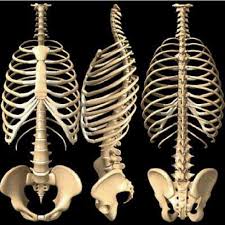 (anatomy) a part of the skeleton within the thoracic area consisting of ribs, sternum and thoracic vertebrae. 4 The Human Rib Cage And Vertebral Column Download Scientific Diagram