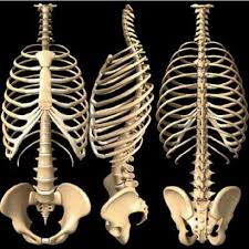 Describe the surfaces markings of the heart. 4 The Human Rib Cage And Vertebral Column Download Scientific Diagram