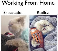 Quarantined Cat Memes For Your Isolated Entertainment In 2020 Cat Memes Cute Cats And Dogs Animals