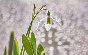 Image result for ghiocel