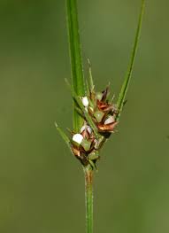 Image result for Scleria