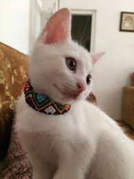 Eksi Duyuru Kedi Sahiplendirme Malatya