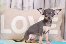 Check spelling or type a new query. Kisses Sweetest Teacup Chihuahua Puppies Online