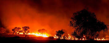 La artista así se defendió de los ataques en su al menos 480 millones de animales víctimas de los incendios en australia. 24 Detenidos Por Incendios En Australia Codigo San Luis Periodico En Linea