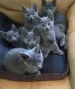 Russian Blue Kittens For Sale In California