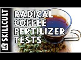 Some indicate using it in compost, others suggest spreading it and broken eggshells as an insect deterrent, and others recommend making a tea (heh!) out of it to water plants. Radical Coffee Grounds Fertilizer Experiment Peas Buried In Coffee Grounds Youtube