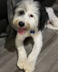 🎉🎊 Ready to meet your favorite Peanut?! It's SNOOPY! This happy, fluffy  sweetheart is one big ball of love and he's ready to find his forever  family! ✨ Hello! My name is