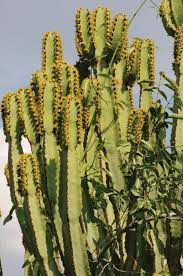 Image result for Euphorbia guerichiana