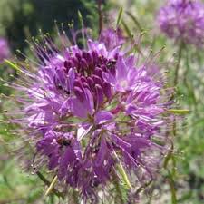 Giant Pink Lavender Cleome Flower Seeds Annual 50 Etsy In 2021 Flower Seeds Plants Bees Plants