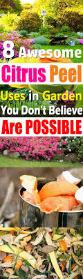 Can you use lemon peels in the garden. 8 Awesome Citrus Peel Uses In Garden Balcony Garden Web