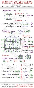 Punnet Square Ratios Mcat Genetics Cheat Sheet Study Guide Jpg 1 069 2 750 Pixels Biology Lessons Biology Classroom Teaching Biology