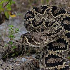 Easter Diamondback Rattlesnake Largest Of The Rattlers But In Danger Of Disappearing In The Wild Beautiful Snakes Poisonous Snakes Rattlesnake