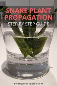 How To Propagate Snake Plants In Water Or Soil And By Rhizome Or Division There Are A Few Important Snake Plant Propagation Plant Cuttings Snake Plant Indoor