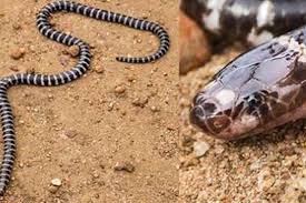 New Venomous Snake Species Found In Australia Upi Com