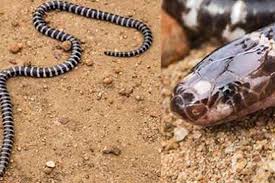 new venomous snake species found in australia upi com