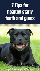 7 Tips For Healthy Staffy Teeth And Gums In 2020 Staffordshire Bull Terrier Pit Dog Dog Training Obedience